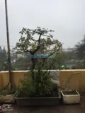 Cho thuê phòng trong chung cư mini đường kim giang, đại kim - Ảnh 4