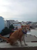 Tìm người ở ghép ở hoàng bật đạt phường 15 tân bình - Ảnh 3