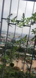 Cho Thuê Chung Cư Dt: 87M2 -Le Grand Jardin Kđt Sài Đồng,Full Đồ Chỉ Xách Vali Ở - Ảnh 2