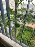 Cho Thuê Chung Cư Dt: 87M2 -Le Grand Jardin Kđt Sài Đồng,Full Đồ Chỉ Xách Vali Ở - Ảnh 5