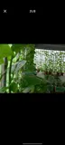 Chính Chủ Cho Thuê Phòng Trọ Tại Thạch Bàn, Long Biên, Hà Nội - Ảnh 3