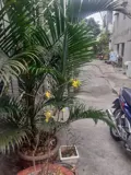 Cho Thuê Phòng Trọ 18m2 Lê Văn Phan, Tân Phú, Hồ Chí Minh - Ảnh 3