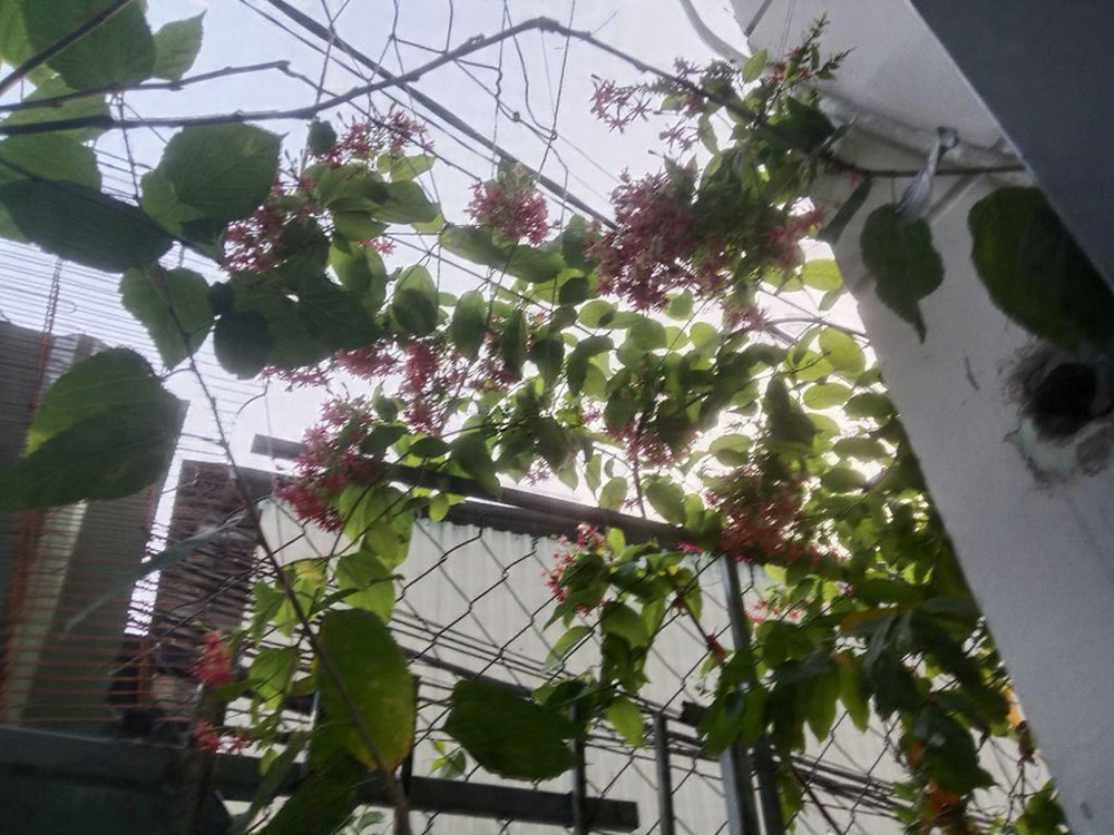 (7tr) Nhà cho thuê sân vườn 1PN Đg 12, P. Linh Chiểu, Thủ Đức – 40m², không gian xanh